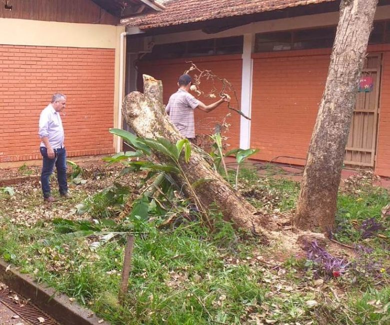 Vereador Elias Divino retira árvore caída em escola