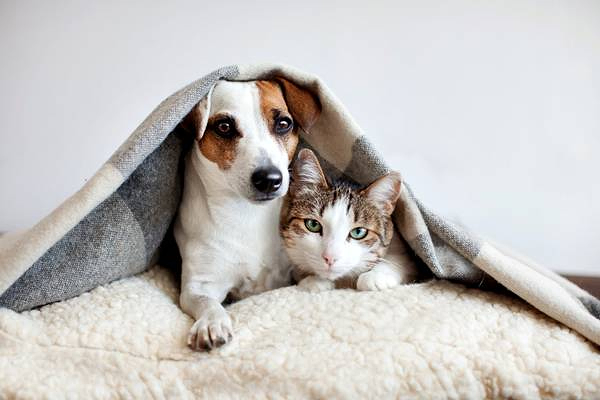 Campanha PET