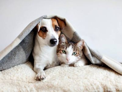 Campanha PET