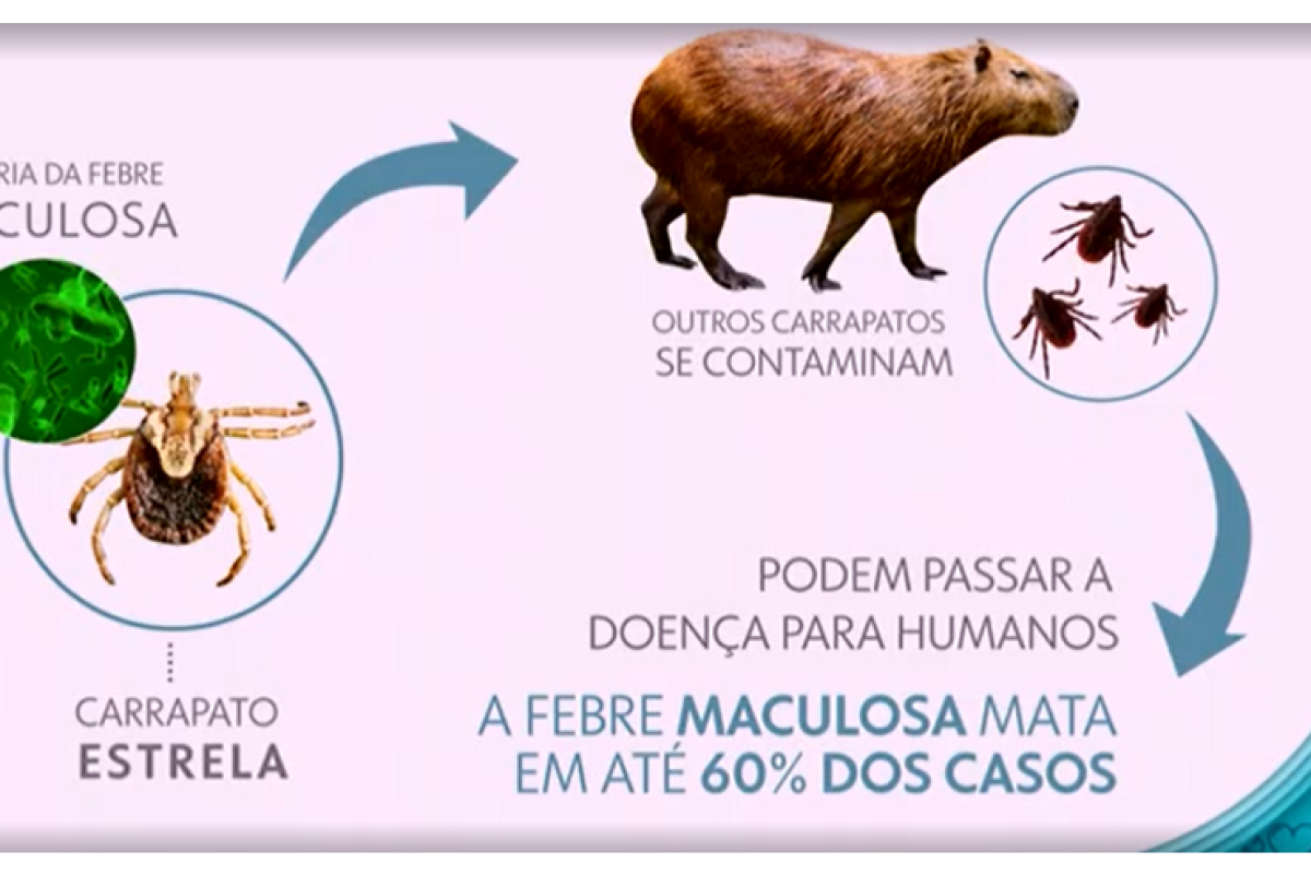 MACULOSA