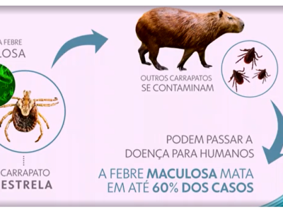 MACULOSA