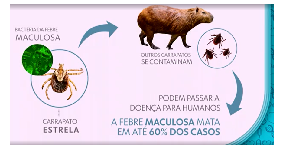 MACULOSA